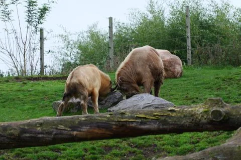 Two takins locking horns. Fotos de archivo