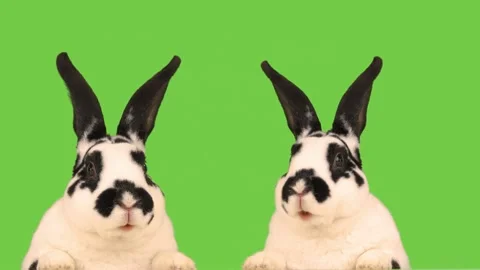 Two talking rabbits isolated on a green screen. Stock Footage