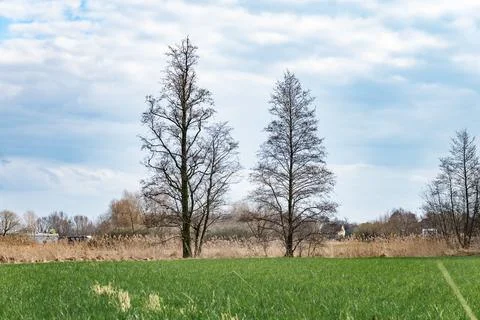 Two tall bare trees on the edge of a green field and dry reeds Foto stock
