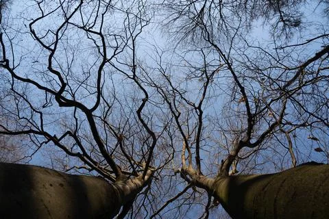 Two tall leafless trees with blue sky on a background Stock Photos