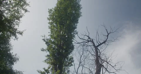 Two Tall Old Trees 스톡 동영상 246067574