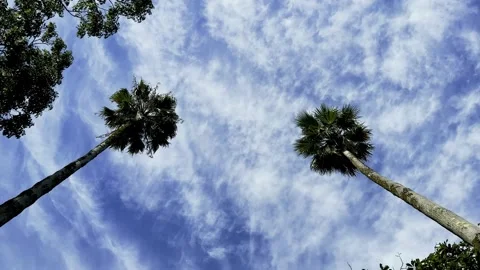 Two tall palm trees against background of blue sky with clouds Stock Footage 255388710