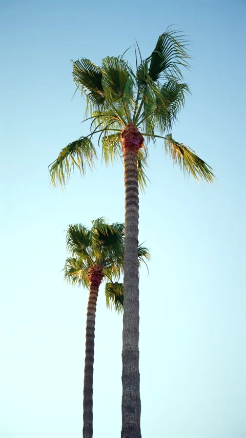 Two tall palm trees with green fronds swaying in the wind, seen from a low angle 動画素材 342966314