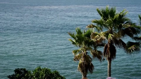 Two tall palm trees stand overlooking the blue ocean Video stock 329605497