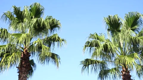 Two tall palm trees under clear blue sky Stock Footage 321006195