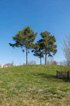 Two tall pine trees stand on a grassy hill Stock Photos