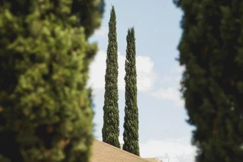 Two tall pine trees standing next to each other Stock Photos