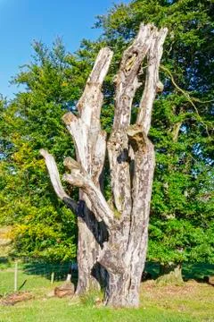 Two tall tree trunks stand in an English meadow on an autumn morning Stock Photos