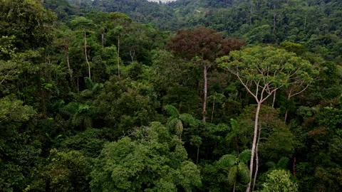 Two tall trees are sticking out of the otherwise cut down forest Stock Footage 336863216