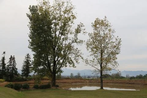 Two tall trees beside a small pond in rural countryside landscape with dist.. 스톡 사진