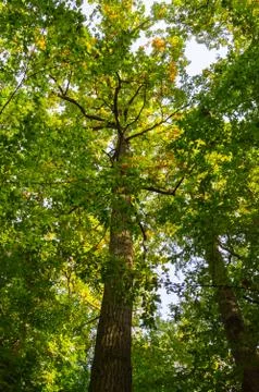 Two tall trees as seen from below Stock Photos