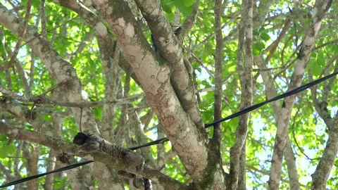 Two tamarins in tree branches, and a electric cable behind them Stock Footage 165552427