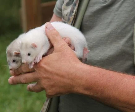 Two Tame Ferrets. Stock Photos
