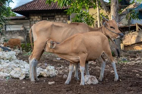 Two tan cows in a farmyard; one is an adult and the other is a calf Stock Photos