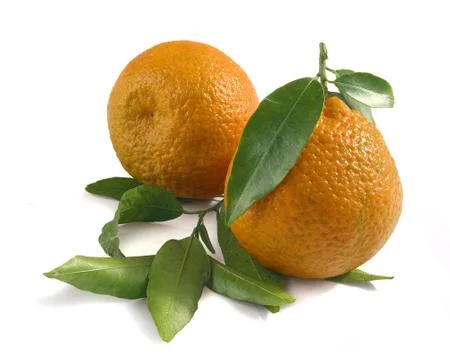 Two tangerines Stock Photos