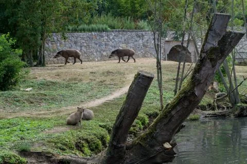 Two tapir in the background and two capybaras in the front Stock Photos