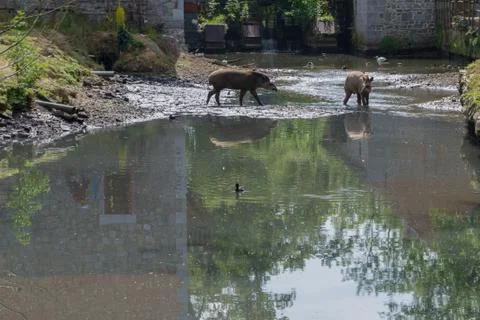 Two tapir in a pond 스톡 사진