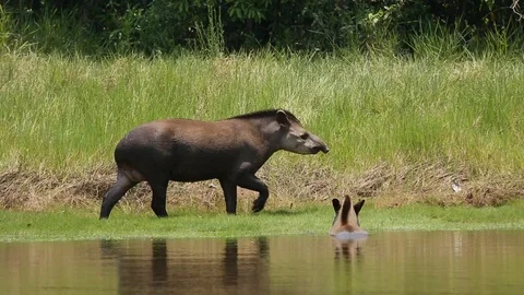 Two Tapirs - Anta Walks on a pond in Brazil Stock-Footage 105376919