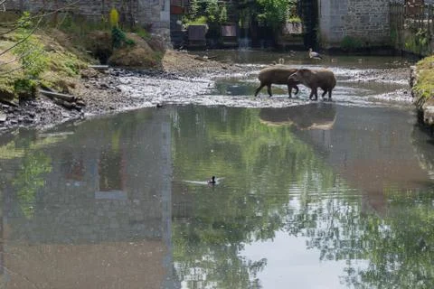 Two tapirs intersect Stock Photos