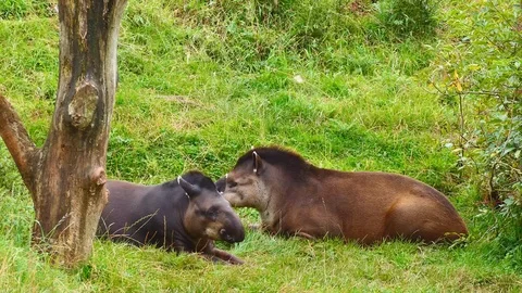 Two tapirs lie on the grass. Tapir yawns. 動画素材 80278647