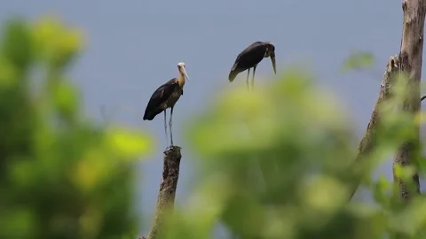 Two tapped cranes Leptoptilos javanicus. Stock Footage 221845107