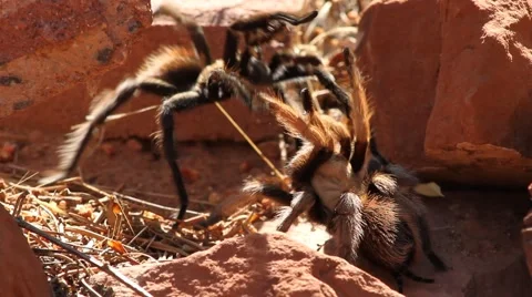 Two tarantulas fight Stock Footage