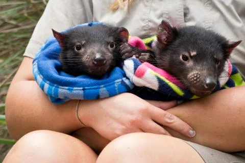 Two Tasmanian devil babies handled by a ranger in the zoo. Stock Photos
