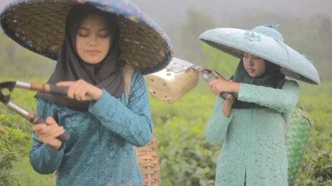 Two Tea Picker Stock Footage 123206806
