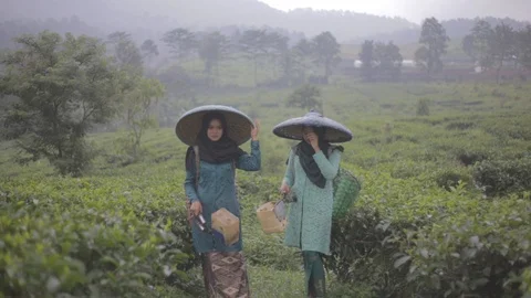 Two Tea Picker Walking Stock Footage 123261047