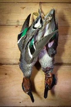 Two teals hang on the log wall Stock Photos