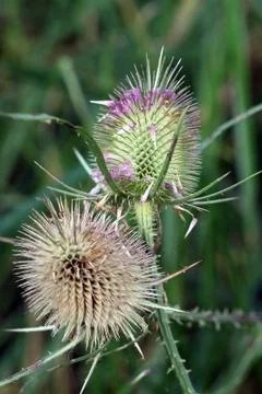 Two teasel heads Stock Photos
