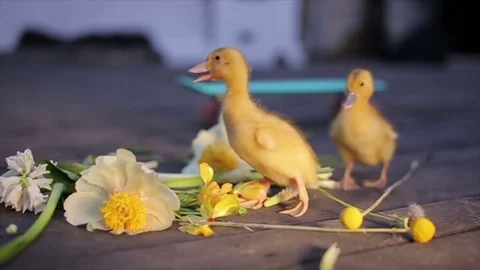 Two teeny yellow duckligs walking in flowers Stock Footage 71841308