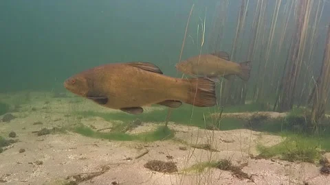 Two tench (Tinca tinca) Stock Footage 147870261