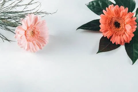 Two tender gerbera flowers on a table Stock Photos