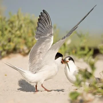 Two Tern birds eating a fish together Фото