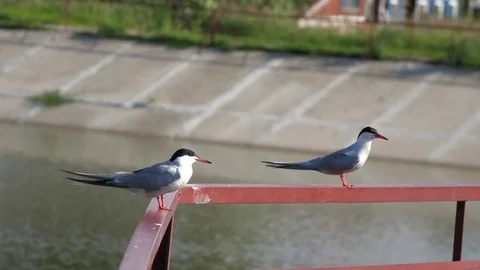 Two Terns on Dam Railings Stock Footage 102520532