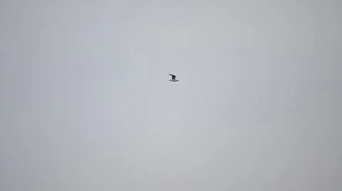 Two terns fly beautifully on background of white and grey sky Stock Footage 50085570