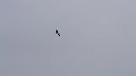 Two terns fly beautifully in grey sky Stock Footage 87857218