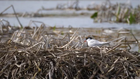 Two terns on a nest in the reeds Stock Footage 124328771