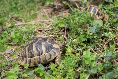 Two Terrestrial tortoise Stock Photos
