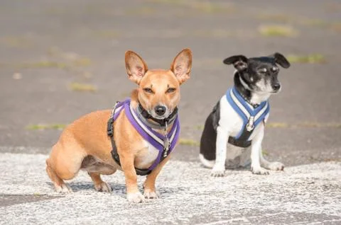 Two terrier dogs Stock Photos