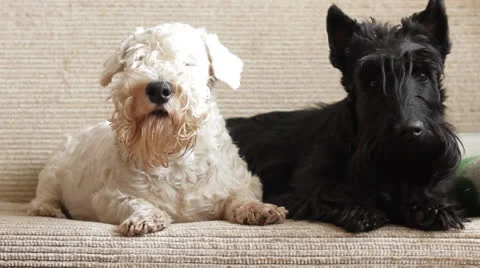 Two Terriers Stock Footage 23720286