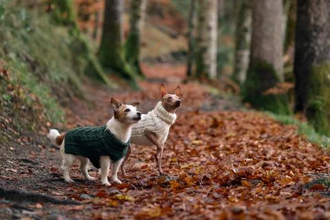 Two terriers in sweaters walking leaf trail Stock Photos