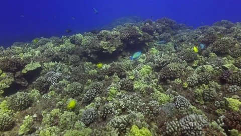 Two territorial Parrotfish 動画素材 100461669