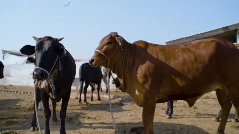 Two tethered cattle stand in a dusty ranch yard in Sindh, Pakistan, captured in Stockbeeldmateriaal 330978665