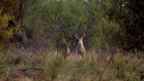 Two Texas Bucks Video stock 106899969