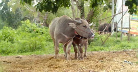 Two Thai buffaloes are playing and looking at the camera.Thai buffalo eat grass. Stock Footage 248249068