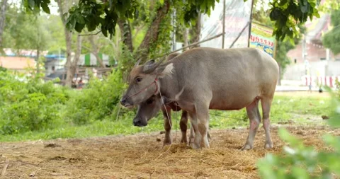 Two Thai buffaloes are playing and looking at the camera.Thai buffalo eat grass. Stock Footage 259841396