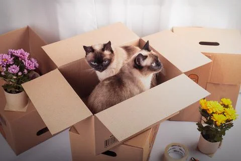 Two thai cats sitting in pack boxes around flowers white background moving Stock Photos