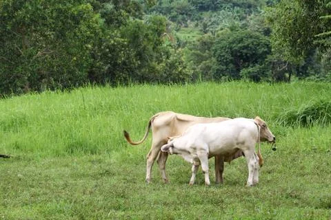 Two thai cows in grass land Stock Photos